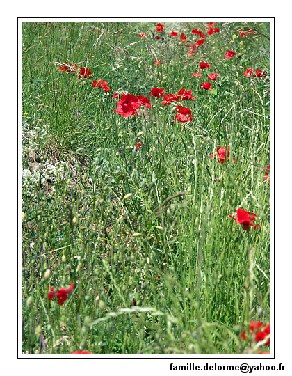 pict0018-border.jpg