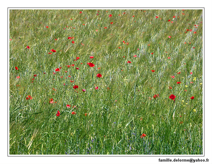 pict0020-border.jpg
