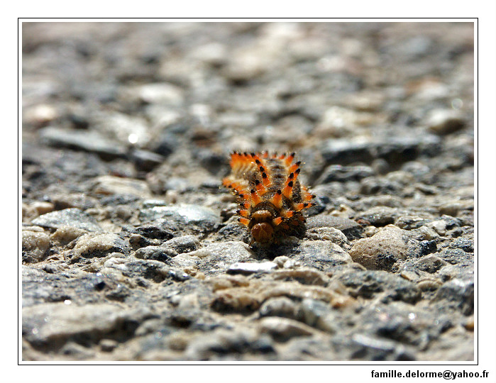 pict0028-border.jpg
