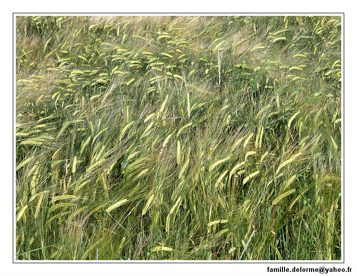 pict0057-border.jpg