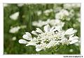 img_1899_dxo_raw-border
