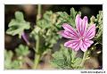 img_1904_dxo_raw-border