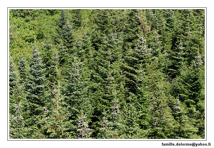 img_3561_dxo_raw-border.jpg