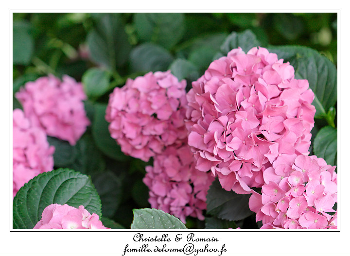 IMG_7113_RD.jpg