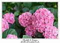 IMG_7113_RD