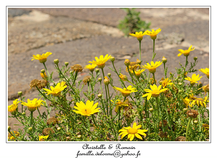 IMG_7329_RD.jpg