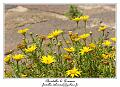 IMG_7329_RD