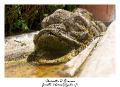 IMG_8337_RD