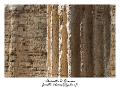 IMG_8393_RD