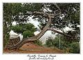 IMG_1575_RD