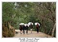 IMG_1581_RD