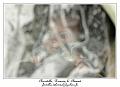 IMG_1583_RD