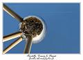 IMG_0991_RD