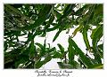 IMG_0411_RD
