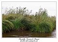 IMG_0425_RD