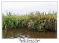 IMG_0426_RD