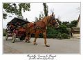 IMG_0448_RD