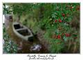 IMG_0452_RD