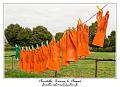 IMG_0459_RD