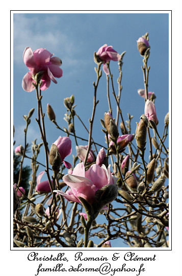 IMG_2469_RD.jpg - Oh... a y est, c'est le printemps!