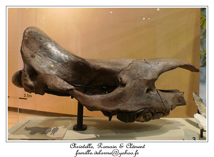 P1020323_RD.jpg - Rhinocros laineux?