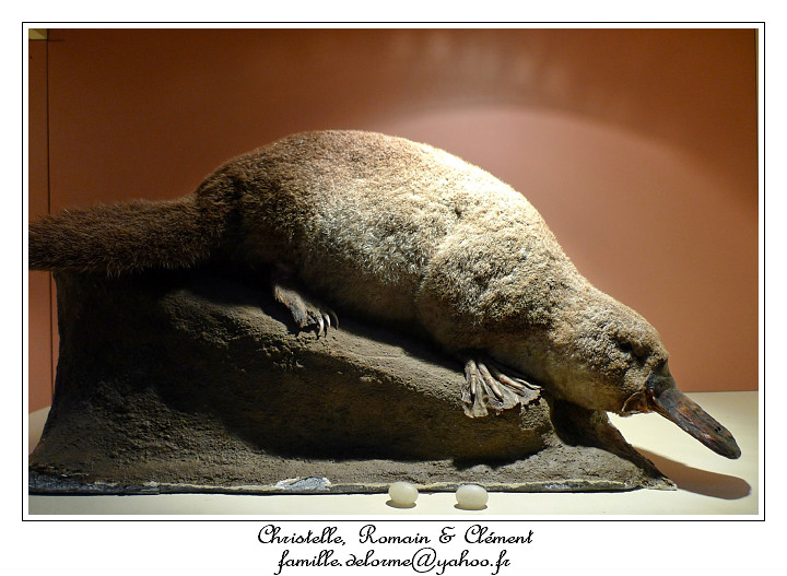 P1010609_RD.jpg - Un Platypus - Ornithorynque et ses oeufs malgr que ce soit un mamifre... il a aussi des crochets venimeux!!!