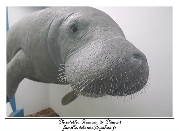 P1010616_RD.jpg - un lamantin