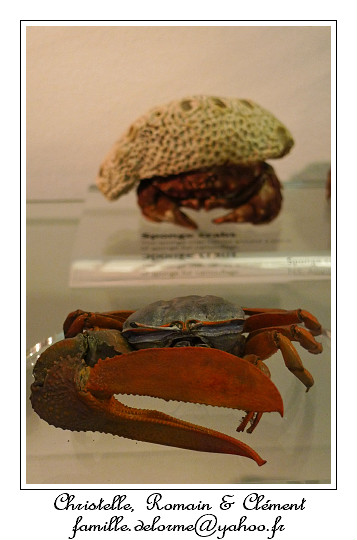 P1010623_RD.jpg - Crabe violoniste