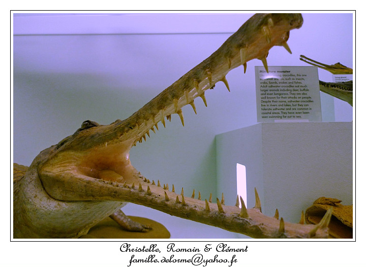 P1010626_RD.jpg - Gavial du gange