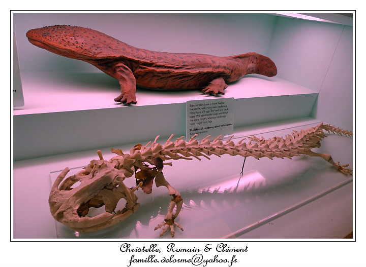 P1010629_RD.jpg - Salamandre du Japon (1 mtre de long!)