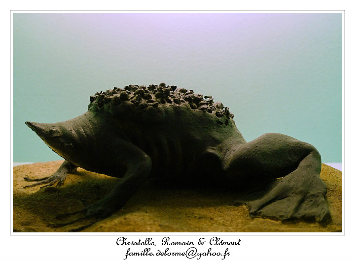 P1010630_RD.jpg - Les trucs sur le dos de la grenouille sont ses bbs!