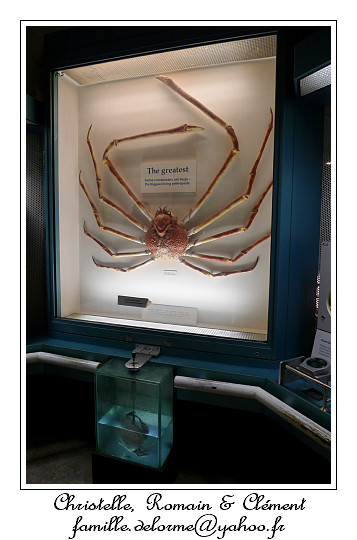 P1010637_RD.jpg - 2,80m d'envergure pour ce crabe!