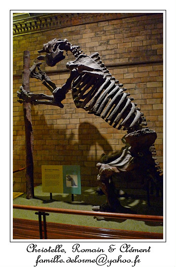 P1010639_RD.jpg - Paresseux terrestre gant.