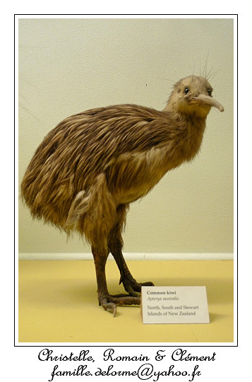 P1010642_RD.jpg - Un Kiwi!