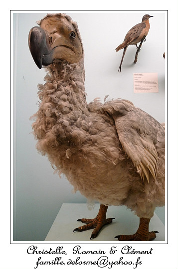 P1010643_RD.jpg - Un Dodo