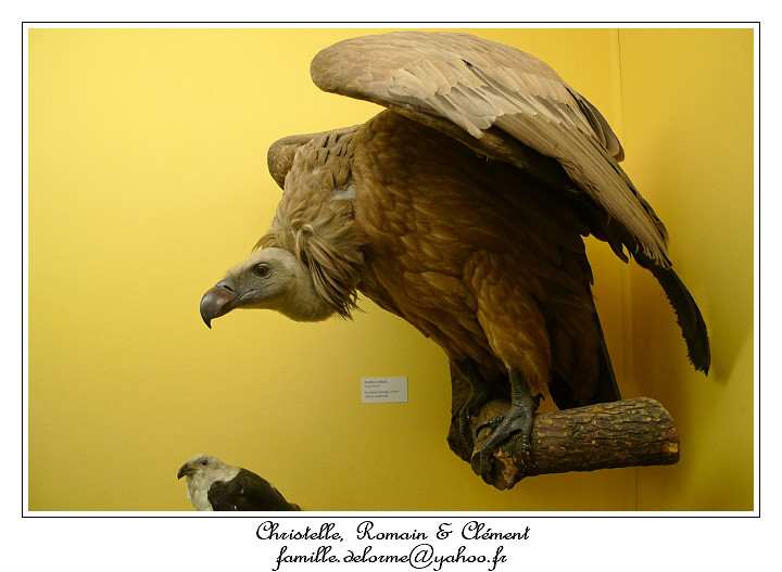 P1010644_RD.jpg - Vautour