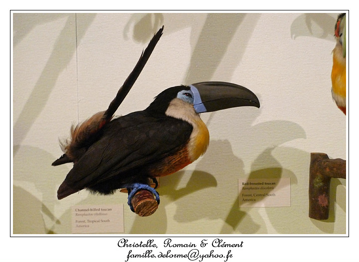 P1010647_RD.jpg - Toucan