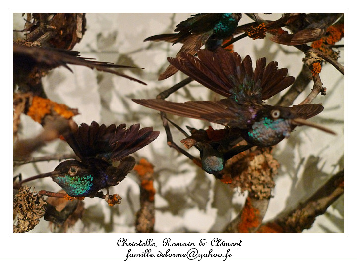 P1010650_RD.jpg - Colibris