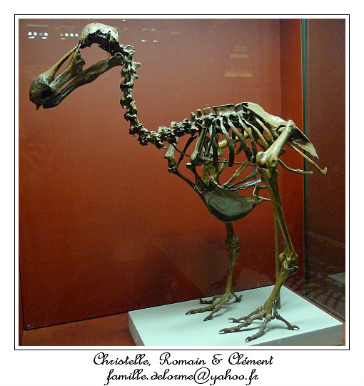 P1010651_RD.jpg - Squelette de Dodo