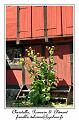IMG_3731_RD