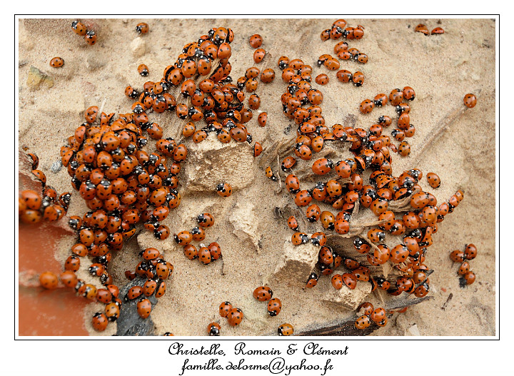 IMG_4006_RD.jpg - Invasion de coccinelles!