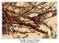 IMG_4002_RD