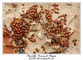 IMG_4006_RD