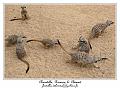 IMG_4061_RD