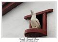 IMG_2257_RD