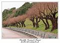 IMG_2077_RD