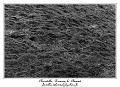 IMG_2082_RD
