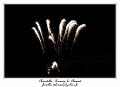 IMG_6418_RD