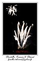 IMG_6424_RD