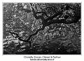 IMG_7004_RD